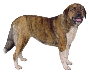 RAFEIRO DO ALENTEJO (Cão de Guarda)