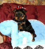 Filhotes de cachorro yorkshire para adoção