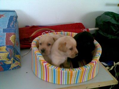 labradores exelentes