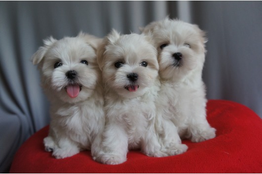Maltês cachorros para adoção