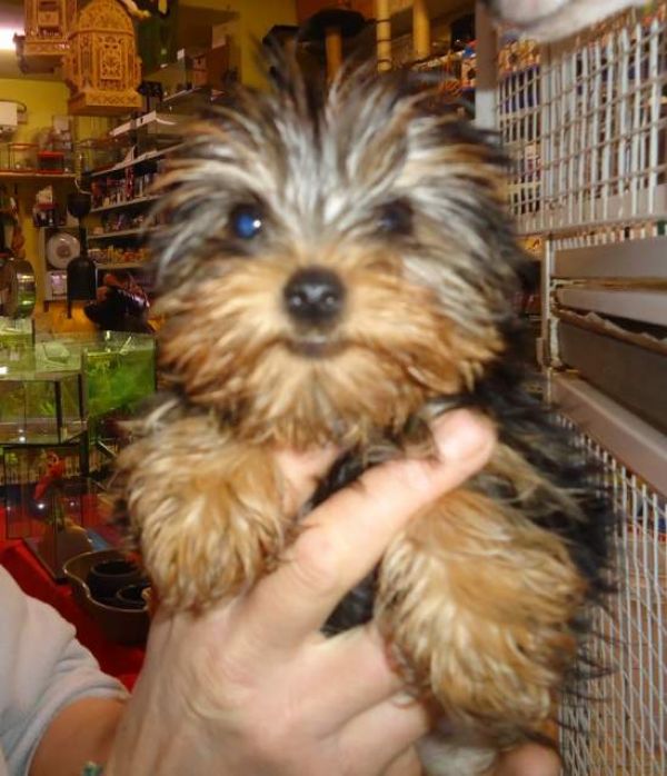 Filhotes de cachorro yorkshire terrier
