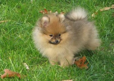 Pomeranian cachorros para adopção