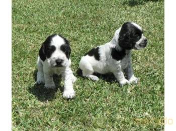 X MASS GIFT Vendem-se cachorros descendentes de campeões.Cachorros