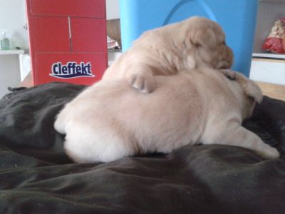 labradores entrega imediata -- exelentes 