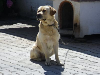 pastores alemaes de qualidade com pediggre 