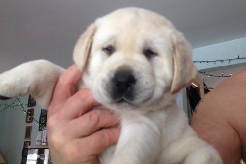 Dois filhotes de Labrador Retrievers agora disponíveis