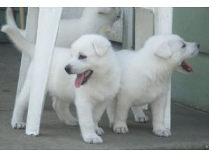 pura raça branca filhotes pastor alemão agora está pronto para novas casas