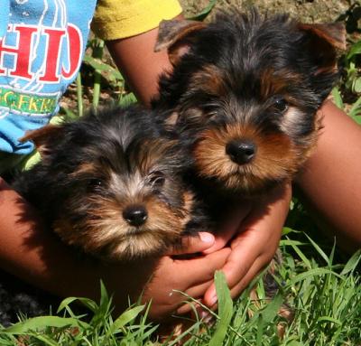 novas própria de filhotes Yorkshire terrier
