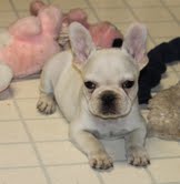 Excelente pedigree francês bulldog cachorros disponíveis.