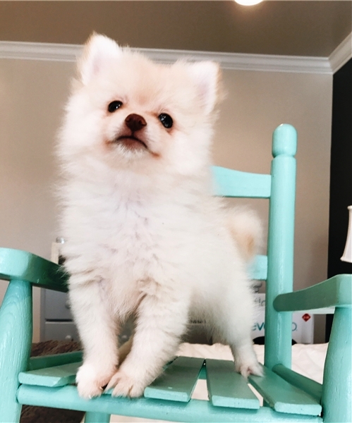 Filhotes de Pomerânia