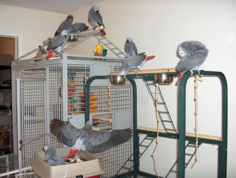 Papagaio e ovos frescos fertiles disponíveis 