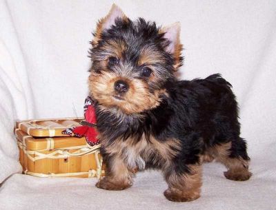 adorável masculino e feminino Yorkshire Terrier filhotes para adoção