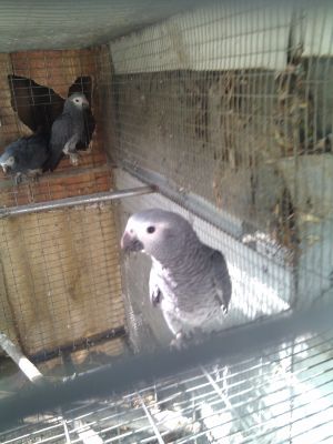 vendo papagaio cinzento de cauda de vinagre