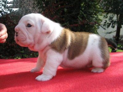 Bulldog Inglês cachorros para venda
