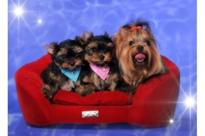 Filhotes de cachorro Yorkshire para Adoção