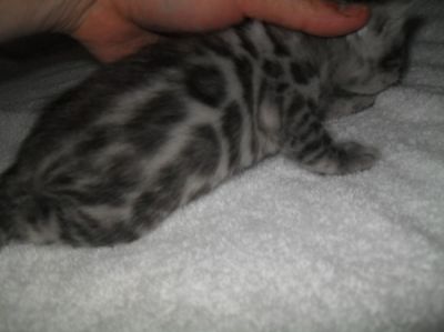 AKC Bengala gatinho Feminino ~ Bloodlines campeão última