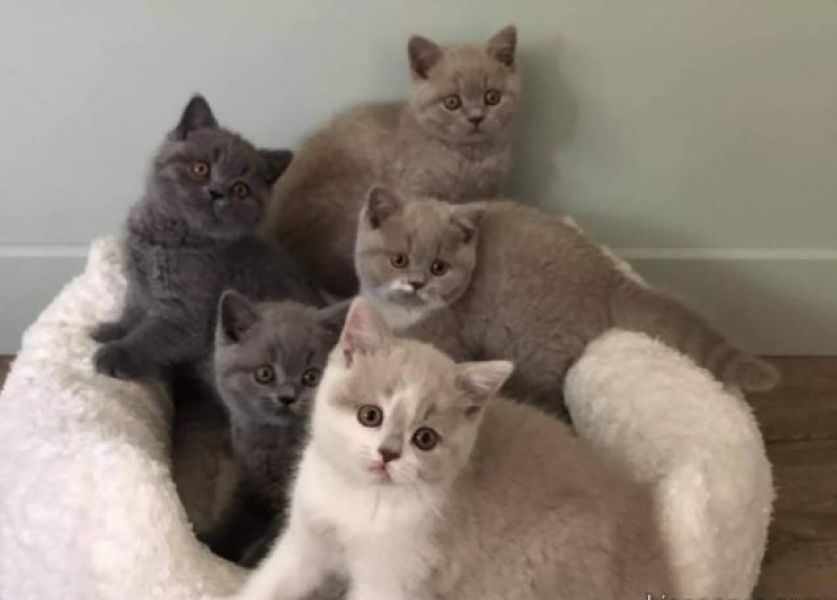 Lindos gatinhos britânicos de pelo curto