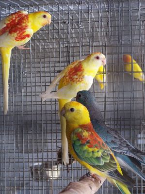 Vendo Reds Rumpeds várias Mutações