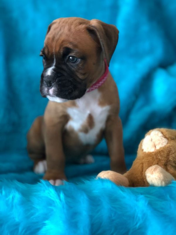 Boxer puppies