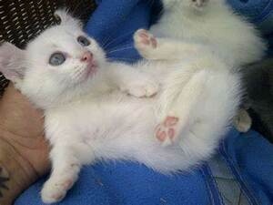 Gatinho Munchkin à venda