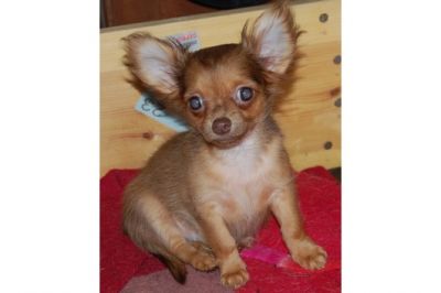 Chihuahua cachorros para adopção