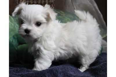 Adoráveis ​​filhotes de cachorro maltês