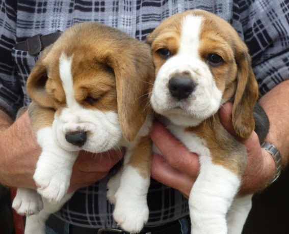 Beagle tricolor disponível para entrega imediata