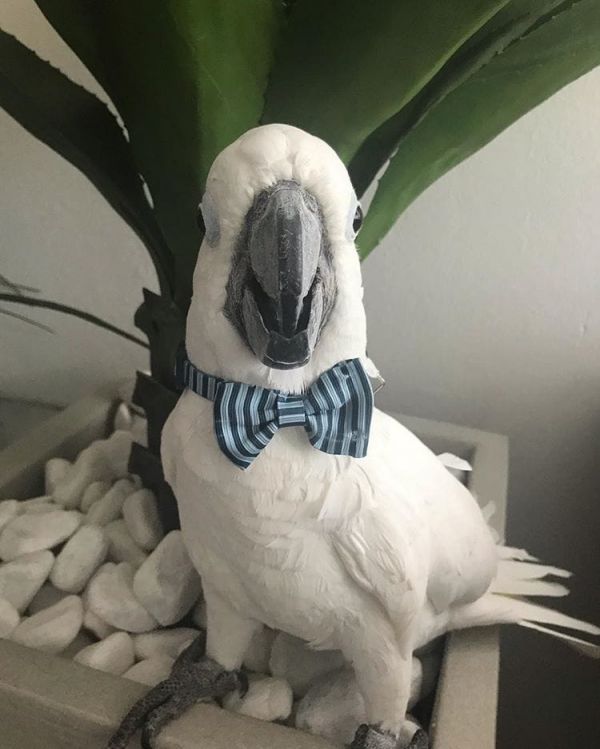 Arara jovem deslumbrante para venda