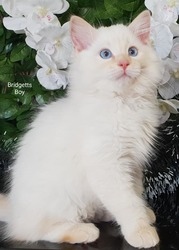 Lindos gatinhos Ragdoll à venda