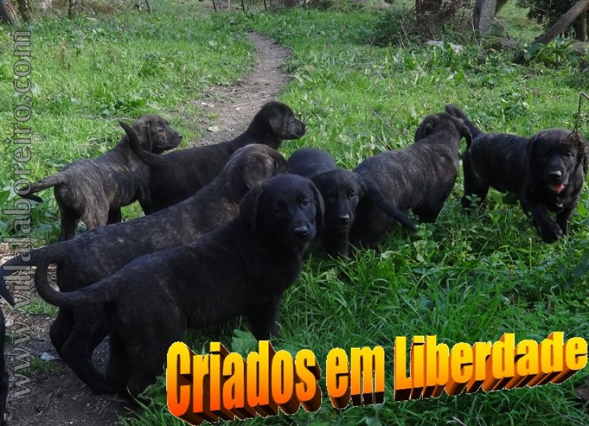 CACHORROS CASTRO LABOREIRO - Ninhadas Inspeccionadas e Certificadas pelo CPC 