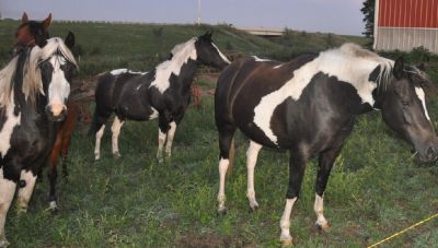  Americana quartas-de-éguas disponível para amar pilotos.