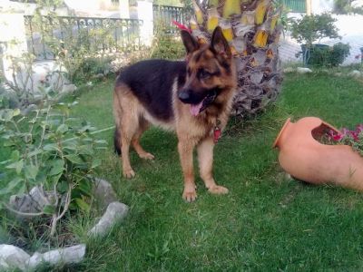 pastores alemaes de qualidade com pediggre 