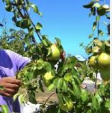 Ofereço Trabalho na apanha da Fruta 
