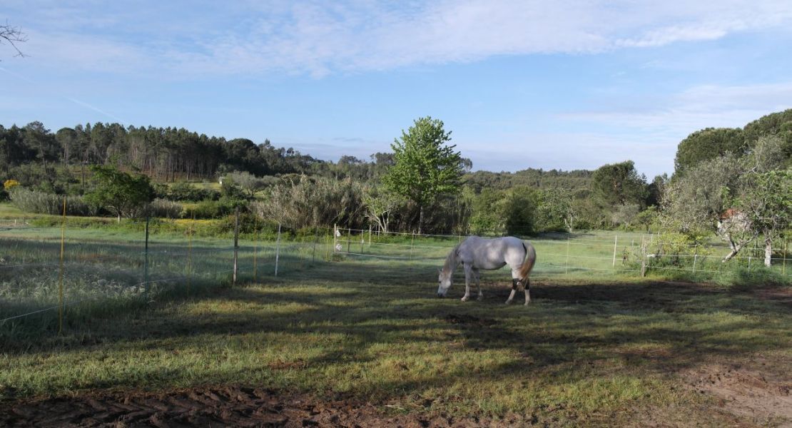 Quinta 6527 m2 para construção 3405 Andorinha OdH