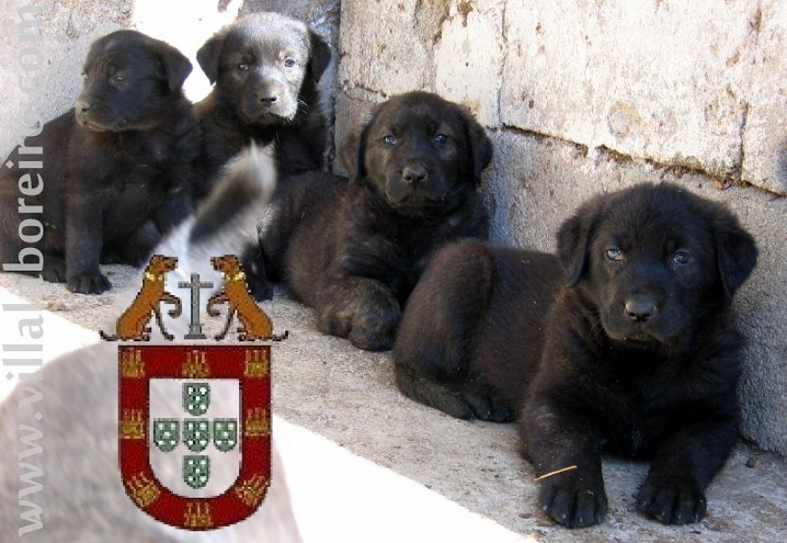 Cachorros Castro Laboreiro - LINHAS TRADICIONAIS