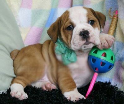 masculino e feminino inglês bulldog cachorros