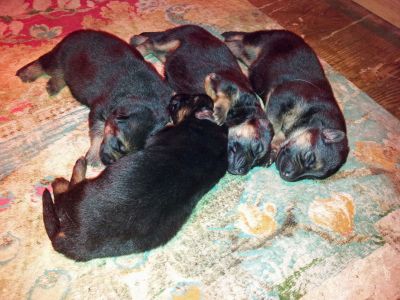 Cães de Pastor Alemão - Vulpos Velox