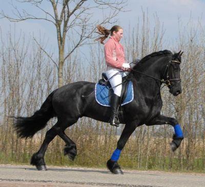 Cavalo castrado Frisian