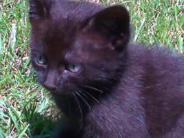 Damos gatinhos bébés