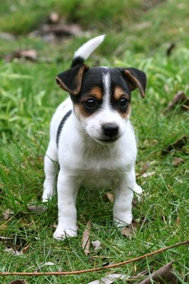 Um chá surpreendente copo de Jack Russell cachorro.