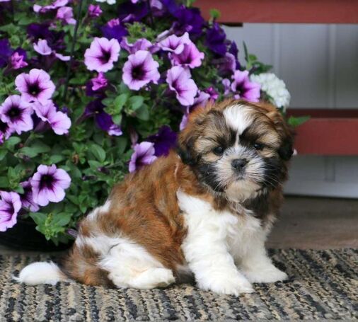 Filhotes de cachorro Shih Tzu à venda