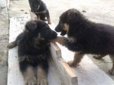 PASTOR ALEMAO DE QUALIDADE - 967888237