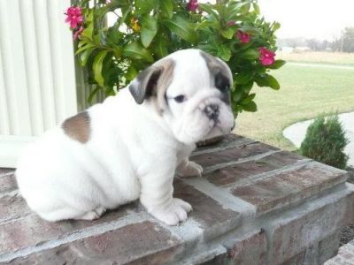 regalo filhotes bulldog Inglês