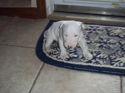 adorável bull terrier filhote de cachorro tem um novo ano para dar algum animal de estimação família