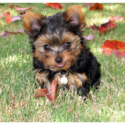 YORKSHIRE FILHOTINHO MICRO