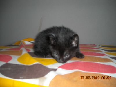 DOU 2 GATINHAS PRETAS