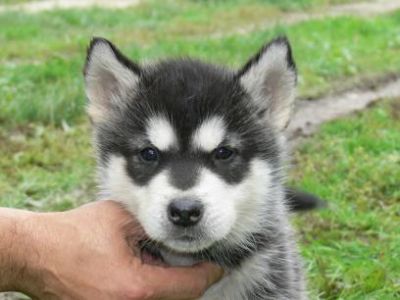 Filhotes de cachorro Alaskan Malamute dom para ex-misa...