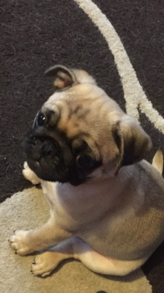 Filhotes de pug impressionantes,