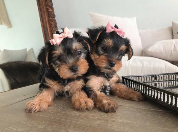 Livre Offertas muito adorável cão yorkshire selvagem para adoção