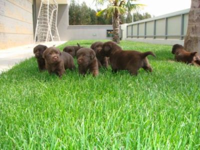 labradores entrega imediata -- exelentes 